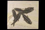Shale With Five, Large Fossil Fish (Knightia) - Wyoming #163446-1